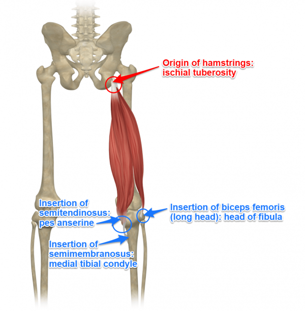 Strong, Powerful Hamstrings - Biokineticist Andries Lodder | Bio4Me